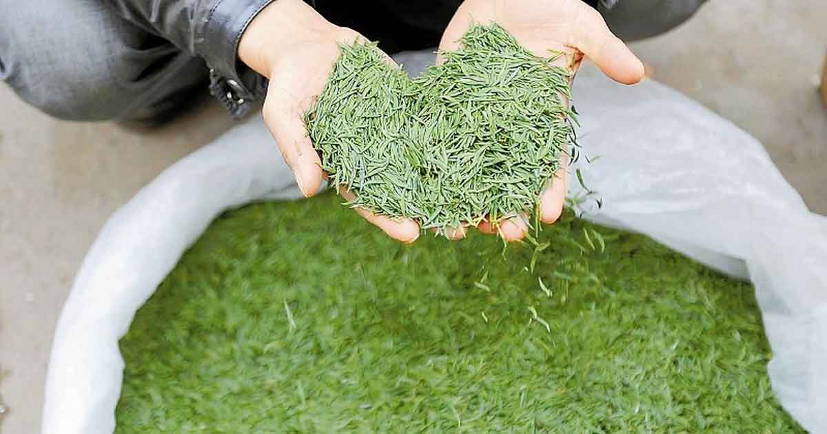 Зеленый чай Чжу Е Цин